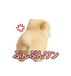 子犬verポメラニアン（個別スタンプ：27）