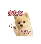 子犬verポメラニアン（個別スタンプ：28）
