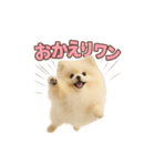 子犬verポメラニアン（個別スタンプ：29）