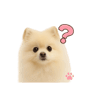 子犬verポメラニアン（個別スタンプ：30）