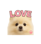 子犬verポメラニアン（個別スタンプ：31）