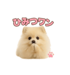 子犬verポメラニアン（個別スタンプ：32）