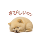 子犬verポメラニアン（個別スタンプ：33）
