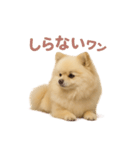 子犬verポメラニアン（個別スタンプ：34）