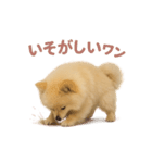 子犬verポメラニアン（個別スタンプ：35）