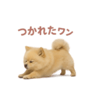 子犬verポメラニアン（個別スタンプ：36）