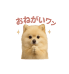 子犬verポメラニアン（個別スタンプ：37）