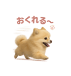 子犬verポメラニアン（個別スタンプ：38）