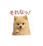子犬verポメラニアン（個別スタンプ：39）