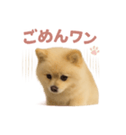 子犬verポメラニアン（個別スタンプ：40）