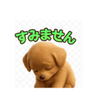 全部使える可愛いわんこ。（個別スタンプ：7）