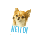 チワワ chiwawa（個別スタンプ：1）