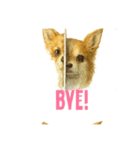 チワワ chiwawa（個別スタンプ：5）