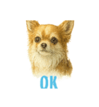チワワ chiwawa（個別スタンプ：14）