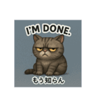 目つきの悪い猫(英語)（個別スタンプ：10）