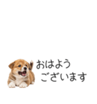 コーギーの横長スタンプ（個別スタンプ：1）