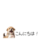 コーギーの横長スタンプ（個別スタンプ：2）