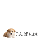 コーギーの横長スタンプ（個別スタンプ：3）