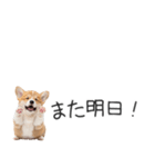 コーギーの横長スタンプ（個別スタンプ：4）