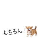 コーギーの横長スタンプ（個別スタンプ：6）