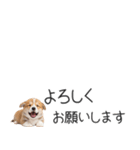 コーギーの横長スタンプ（個別スタンプ：8）
