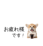 コーギーの横長スタンプ（個別スタンプ：9）