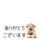コーギーの横長スタンプ（個別スタンプ：10）