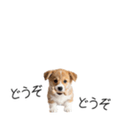 コーギーの横長スタンプ（個別スタンプ：12）