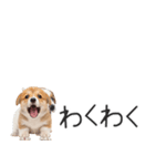 コーギーの横長スタンプ（個別スタンプ：15）
