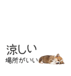 コーギーの横長スタンプ（個別スタンプ：16）
