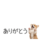 コーギーの横長スタンプ（個別スタンプ：17）