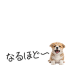 コーギーの横長スタンプ（個別スタンプ：18）