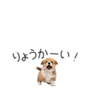 コーギーの横長スタンプ（個別スタンプ：21）