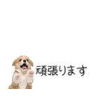 コーギーの横長スタンプ（個別スタンプ：22）