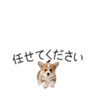 コーギーの横長スタンプ（個別スタンプ：24）
