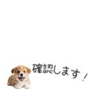 コーギーの横長スタンプ（個別スタンプ：25）