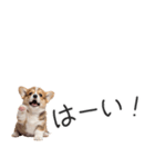 コーギーの横長スタンプ（個別スタンプ：26）