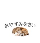 コーギーの横長スタンプ（個別スタンプ：28）