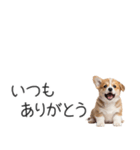 コーギーの横長スタンプ（個別スタンプ：29）