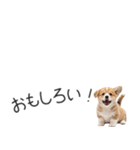 コーギーの横長スタンプ（個別スタンプ：30）