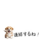 コーギーの横長スタンプ（個別スタンプ：34）