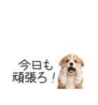 コーギーの横長スタンプ（個別スタンプ：36）