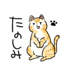 ぐぅたらニャンコ タマのきもち（個別スタンプ：16）