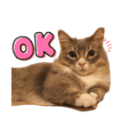 ねこのちぴたん（個別スタンプ：1）