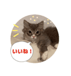 ねこのちぴたん（個別スタンプ：2）