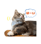 ねこのちぴたん（個別スタンプ：4）