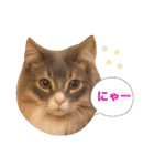 ねこのちぴたん（個別スタンプ：5）