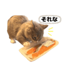 ねこのちぴたん（個別スタンプ：6）