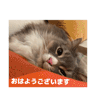ねこのちぴたん（個別スタンプ：7）