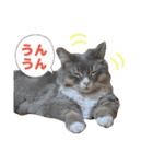 ねこのちぴたん（個別スタンプ：10）
